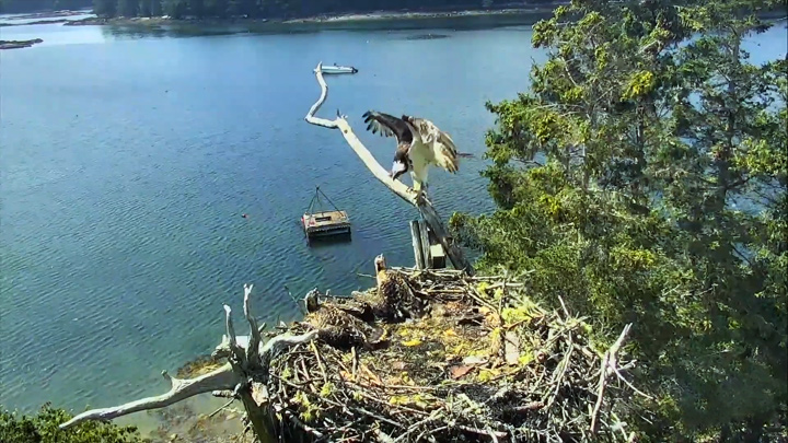 Онлайн веб-камера возле гнезда скопы на Острове Хог (Бремен, Соединённые Штаты Америки)